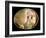 20 Day Old Chick in Egg-null-Framed Photographic Print