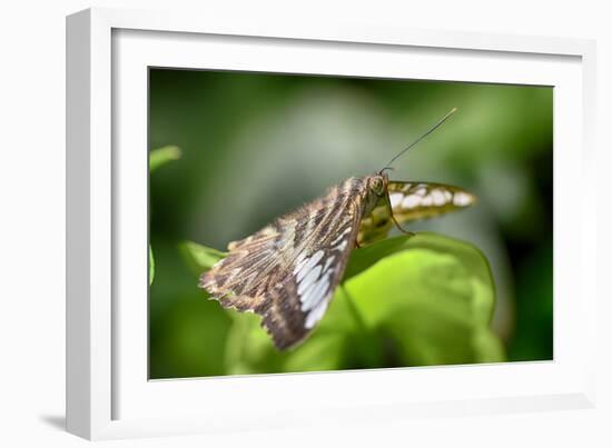 2002-Butterfly House-Gordon Semmens-Framed Photographic Print