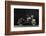 2005 Harley Davidson Soft Tail Springer-S. Clay-Framed Photographic Print