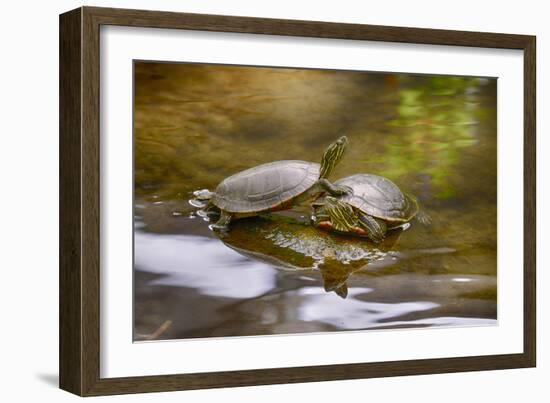 2006-Butterfly House-Gordon Semmens-Framed Photographic Print