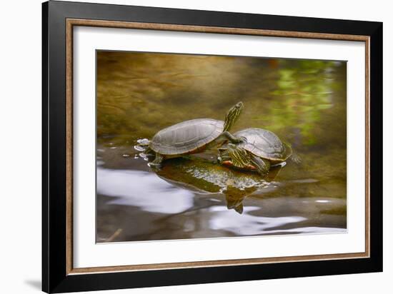 2006-Butterfly House-Gordon Semmens-Framed Photographic Print