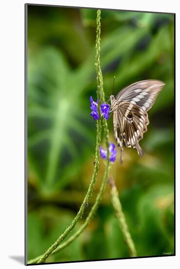 2011-Butterfly House-Gordon Semmens-Mounted Photographic Print