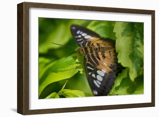 2026-Butterfly House-Gordon Semmens-Framed Photographic Print