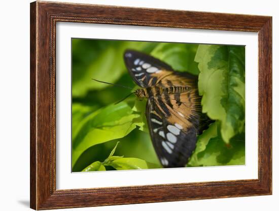 2026-Butterfly House-Gordon Semmens-Framed Photographic Print