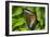 2026-Butterfly House-Gordon Semmens-Framed Photographic Print