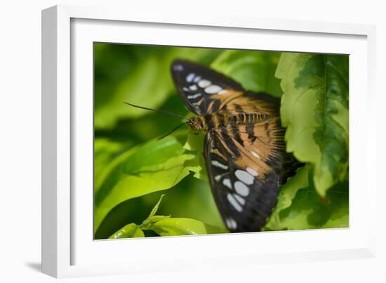 2026-Butterfly House-Gordon Semmens-Framed Photographic Print