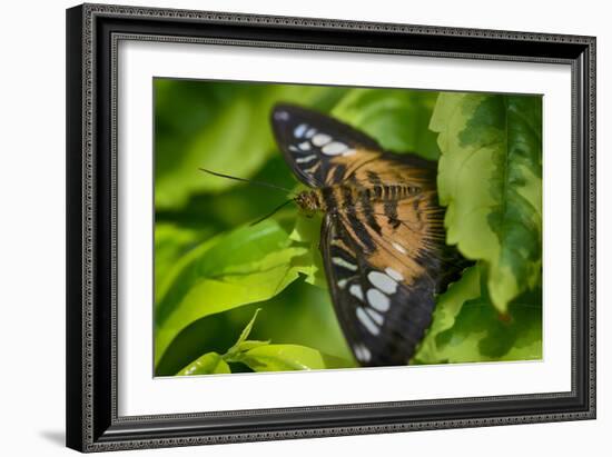 2026-Butterfly House-Gordon Semmens-Framed Photographic Print