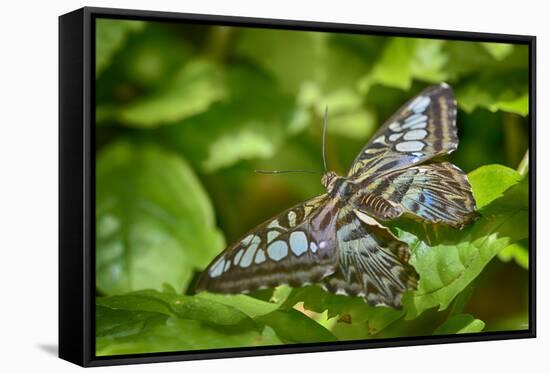 2028-Butterfly House-Gordon Semmens-Framed Stretched Canvas