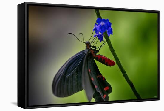 2034-Butterfly House-Gordon Semmens-Framed Stretched Canvas
