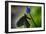 2034-Butterfly House-Gordon Semmens-Framed Photographic Print