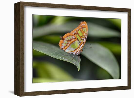 2052-Butterfly House-Gordon Semmens-Framed Photographic Print