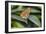 2052-Butterfly House-Gordon Semmens-Framed Photographic Print