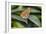 2052-Butterfly House-Gordon Semmens-Framed Photographic Print