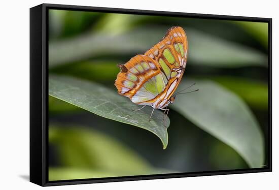 2052-Butterfly House-Gordon Semmens-Framed Stretched Canvas