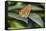 2052-Butterfly House-Gordon Semmens-Framed Stretched Canvas