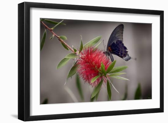 2068-Butterfly House-Gordon Semmens-Framed Photographic Print