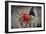 2068-Butterfly House-Gordon Semmens-Framed Photographic Print