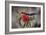 2071-Butterfly House-Gordon Semmens-Framed Photographic Print