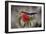 2071-Butterfly House-Gordon Semmens-Framed Photographic Print