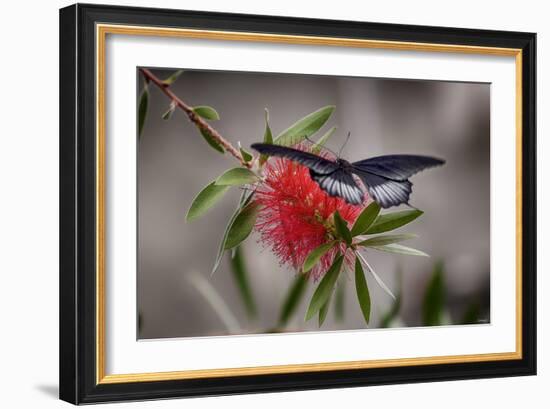 2071-Butterfly House-Gordon Semmens-Framed Photographic Print