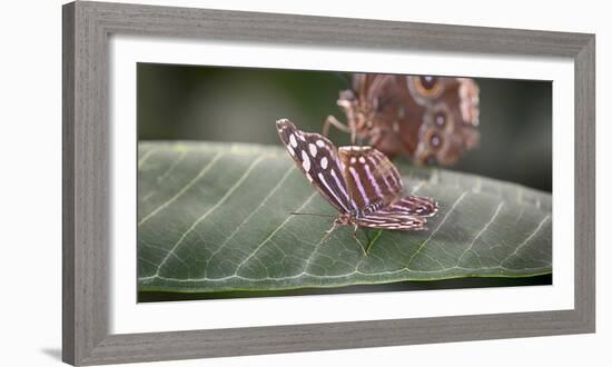 2080-Butterfly House-Gordon Semmens-Framed Photographic Print