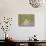 20COF-Pierre Henri Matisse-Giclee Print displayed on a wall