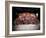 20th Reunion of Ringling Brothers and Barnum and Bailey Clown College-Henry Groskinsky-Framed Photographic Print