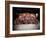 20th Reunion of Ringling Brothers and Barnum and Bailey Clown College-Henry Groskinsky-Framed Photographic Print