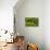 2114-Butterfly House-Gordon Semmens-Photographic Print displayed on a wall