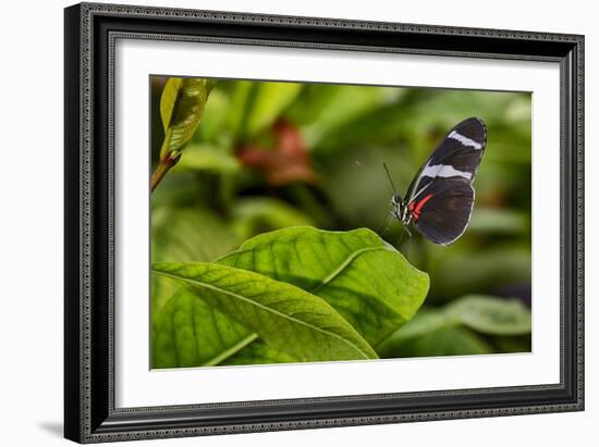 2114-Butterfly House-Gordon Semmens-Framed Photographic Print