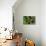 2116-Butterfly House-Gordon Semmens-Photographic Print displayed on a wall