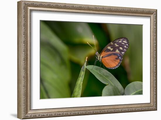 2116-Butterfly House-Gordon Semmens-Framed Photographic Print