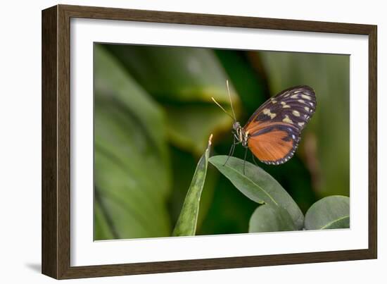 2116-Butterfly House-Gordon Semmens-Framed Photographic Print