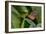 2116-Butterfly House-Gordon Semmens-Framed Photographic Print