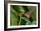 2116-Butterfly House-Gordon Semmens-Framed Photographic Print