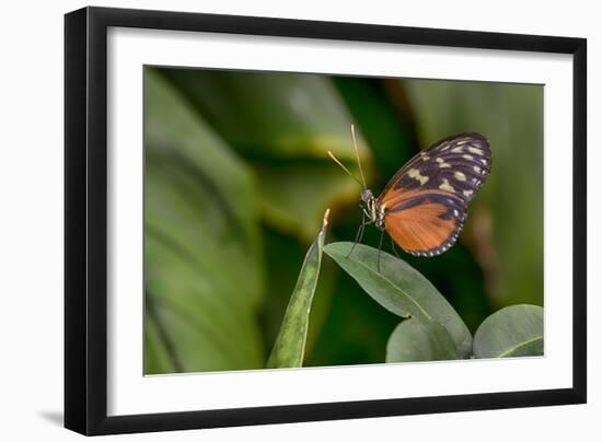 2116-Butterfly House-Gordon Semmens-Framed Photographic Print