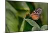 2116-Butterfly House-Gordon Semmens-Mounted Photographic Print