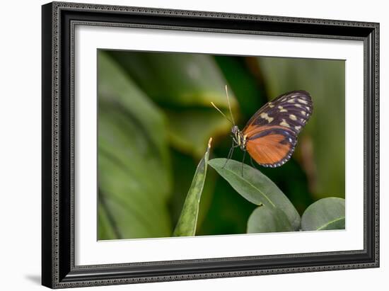2116-Butterfly House-Gordon Semmens-Framed Photographic Print