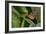 2116-Butterfly House-Gordon Semmens-Framed Photographic Print