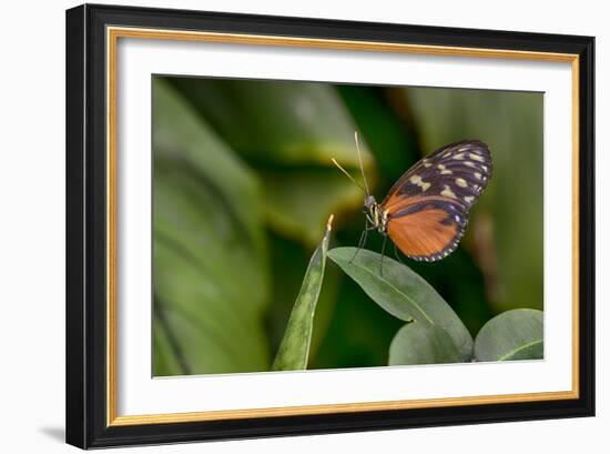 2116-Butterfly House-Gordon Semmens-Framed Photographic Print