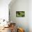 2119-Butterfly House-Gordon Semmens-Photographic Print displayed on a wall