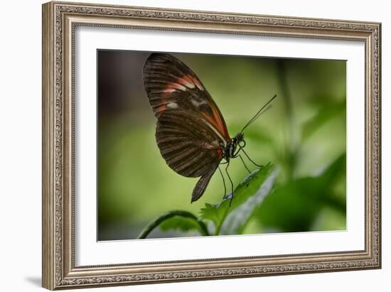 2119-Butterfly House-Gordon Semmens-Framed Photographic Print