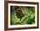 2119-Butterfly House-Gordon Semmens-Framed Photographic Print