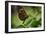 2119-Butterfly House-Gordon Semmens-Framed Photographic Print