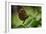 2119-Butterfly House-Gordon Semmens-Framed Photographic Print