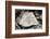 2332982.jp-Peter Thompson-Framed Photographic Print