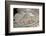 2333125.jp-Peter Thompson-Framed Photographic Print