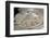 2333125.jp-Peter Thompson-Framed Photographic Print