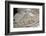 2333125.jp-Peter Thompson-Framed Photographic Print