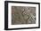 2333132.jp-Peter Thompson-Framed Photographic Print